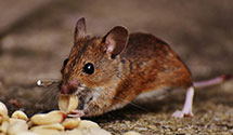 24 Hour & Emergency Exterminators in Defense Dist Region, CA